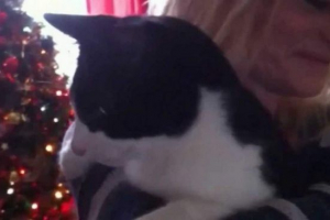 Największym mruczącą kot był kotem o imieniu merlin